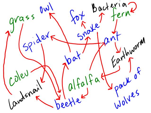 food web and food chain. of a forest food web that